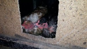 Голошейные куры -  характеристика