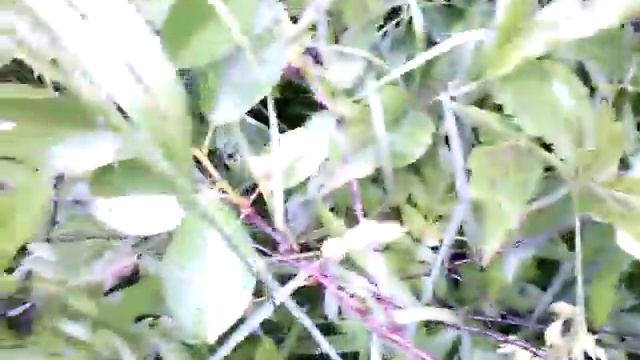 Рисование Мультяшных Персонажей