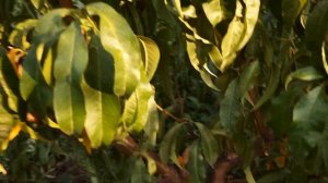 @"Лаурол"Один из самых поздних персиков.