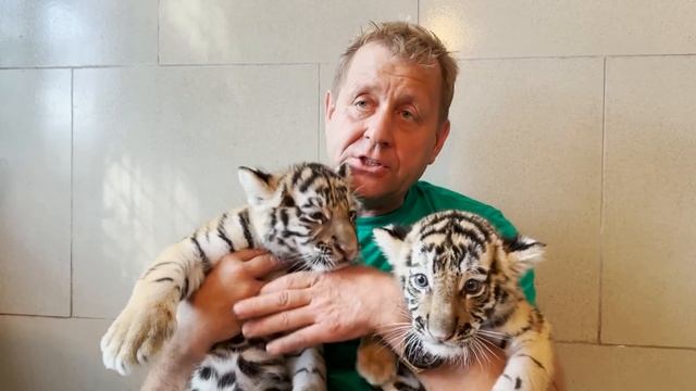 Именно эти тигры, выращенные людьми, ВЫБРАЛИ Олега Зубкова ПЕРВОЙ ЖЕРТВОЙ! Тайган смотреть онлайн