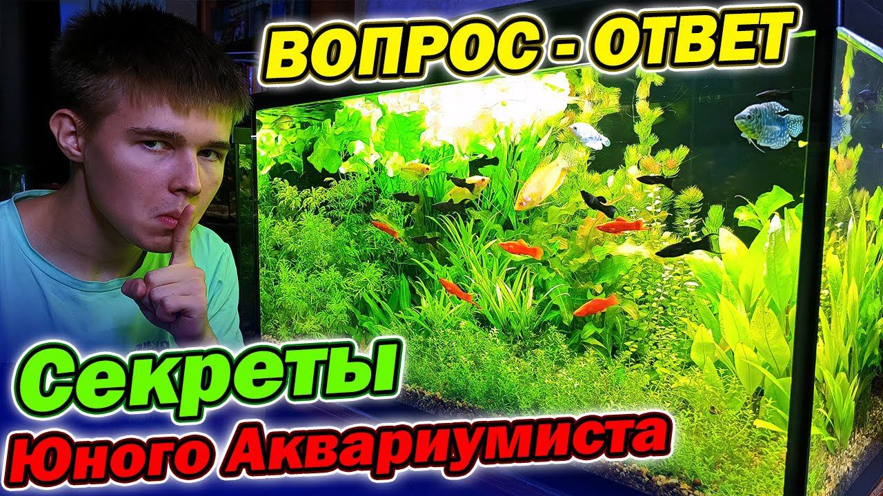 Секреты Юного Аквариумиста! Вопрос - Ответ смотреть онлайн