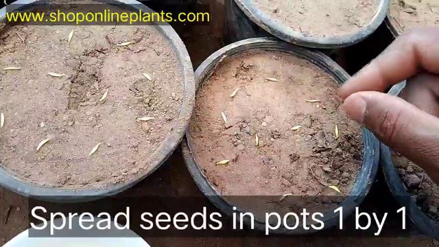 How To Grow Gerbera From Seeds For Free | FULL INFORMATION смотреть онлайн