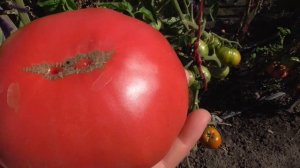 ТОМАТ ЮСУПОВСКИЙ. Ольга Чернова.