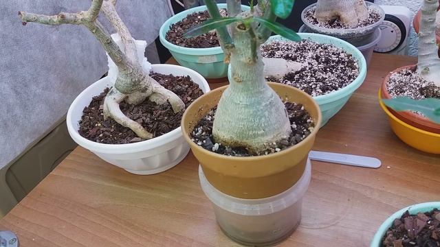 АДЕНИУМЫ. Обзор и ОТВЕЧАЮ на ВОПРОСЫ смотреть онлайн