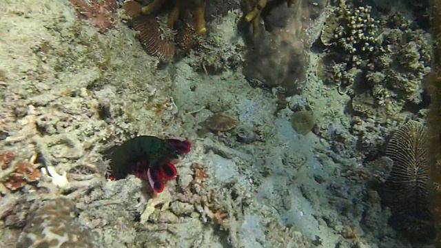 mantis shrimp креветка-богомол в норку смотреть онлайн