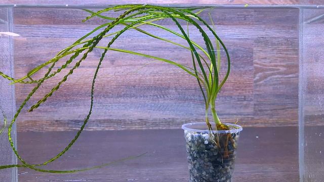 КРИНУМ КУРЧАВЫЙ ( Crinum calamistratum ) смотреть онлайн
