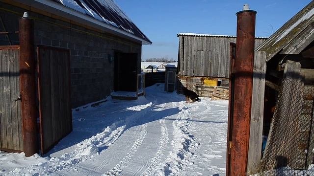 Чистка снега мотоблоком НМБ-1Н1 Угра с адаптером переломкой.