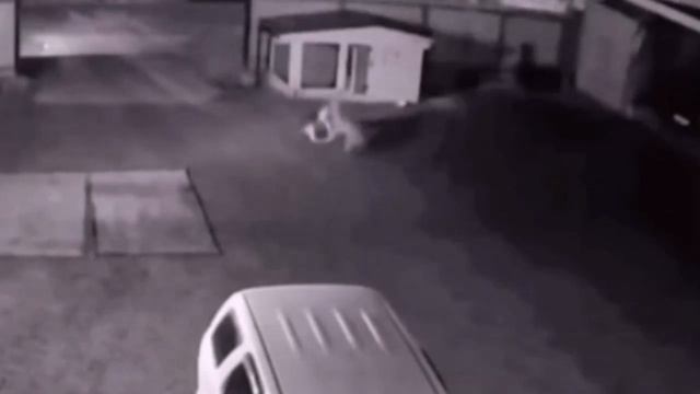 Волк задушил немецкую овчарку и сорвал с цепи. смотреть онлайн