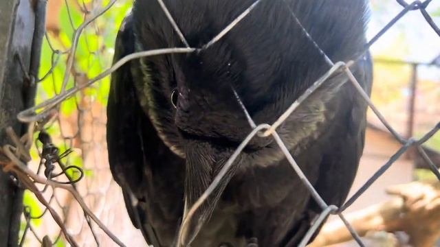 Ворон Вася - самая умная птица в парке львов Тайган смотреть онлайн