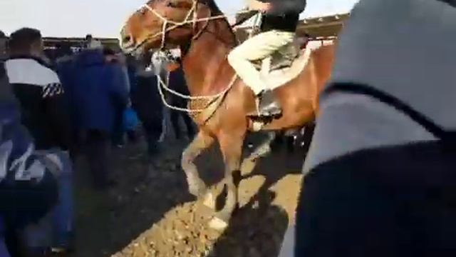 Асп бо номи кобра 20 000$$$ доллар савдо шуд смотреть онлайн