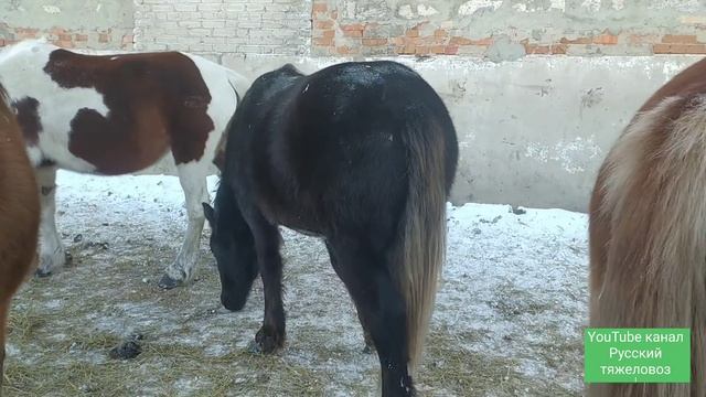 Раздача лекарства лошадям.| Чёрный жеребчик.| Жеребёнок по кличке Шеколад. смотреть онлайн