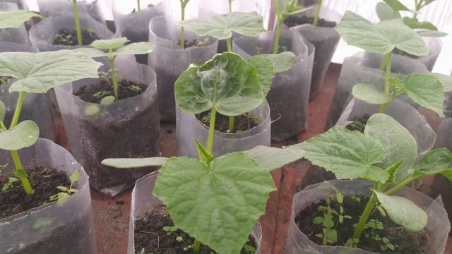 Рассада огурцов.Что с ней не так!? смотреть онлайн