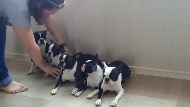 Бостон терьер. питомник `БОН ФО ШОУ` - фотосессия смотреть онлайн