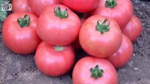Томат Непас 2