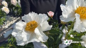 Krinkled White peony. Кринклед Уайт пион. Пулков сад