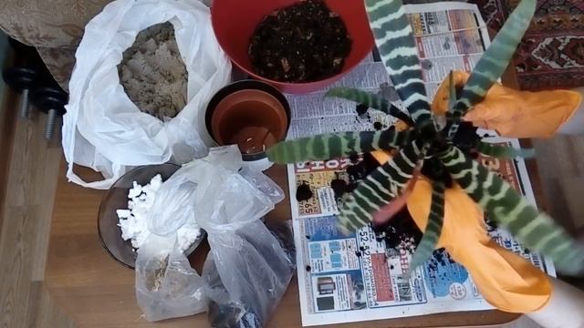 Пересадка вриезии (спленриет) смотреть онлайн