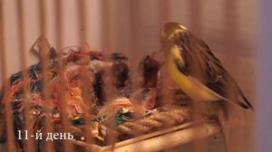 Жизнь птенцов канарейки с 9 по 16 день I Разведение канареек