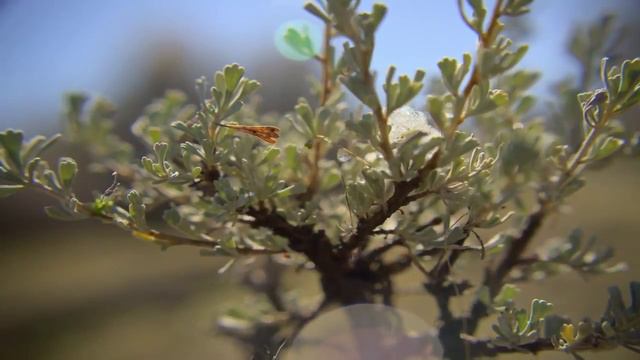 Snow Is Melting ( Slow Motion )