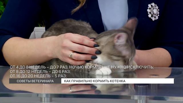 Советы ветеринара как кормить котят❤️Подпишитесь, чтобы знать смотреть онлайн