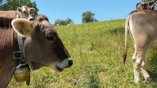 Muu Cow / Mooing Cow / Pets