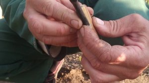 Прививка винограда черным в чёрное,в приклад.