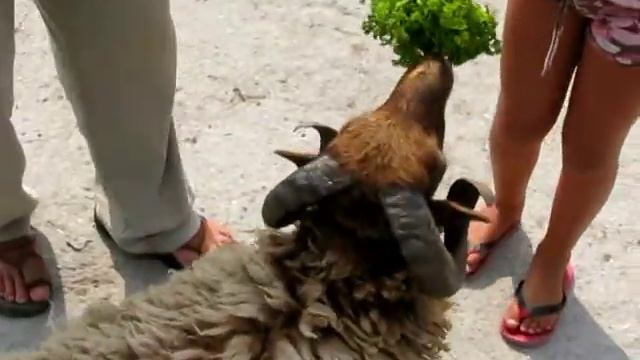 зоопарк Ялта смотреть онлайн