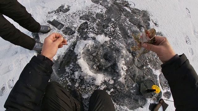 ЖЕРЛИЦЫ НА НОЧЬ!!!))) ОЗ.БАРХАТОВО #рыбалкапервыйлёд #рыбалкавкрасноярске #зимняярыбалка смотреть онлайн