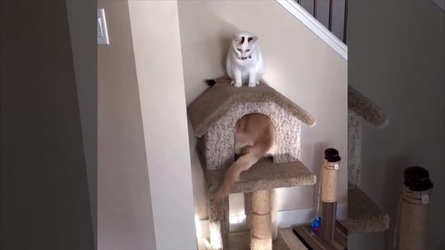 Теремок смотреть онлайн