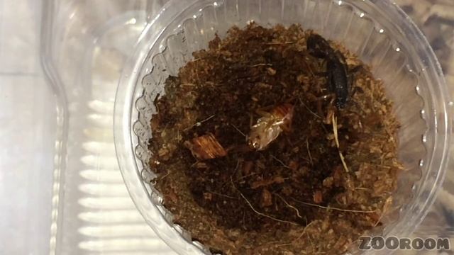 КОРМЛЕНИЕ СКОРПИОНОВ И СКОЛОПЕНДР! + лайфхак для начинающих) смотреть онлайн