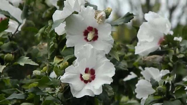 Hibiscus Syriacus Red Heart