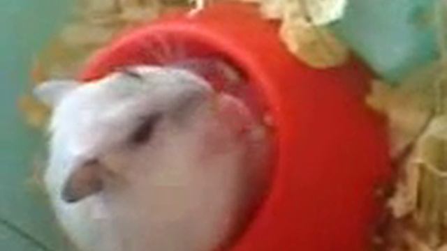 Хомяк засыпает смотреть онлайн