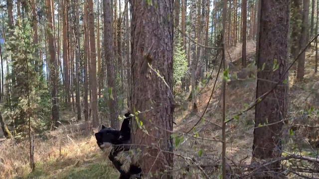 Luna the panther VS Brave chipmunk 🐿🐆 смотреть онлайн