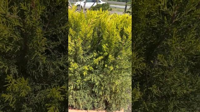 Кипарис микрокарпа БЖИ смотреть онлайн