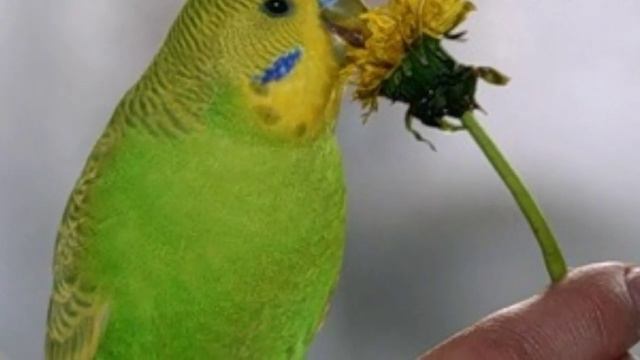 ?Какую зелень (траву) можно волнистикам? Можно ли укроп и петрушку? смотреть онлайн