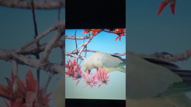 Lenovo IdeaPad Z710 picture and sound смотреть онлайн