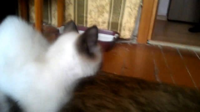Бешенный сиамский кот дерётся с той-терьером!!! смотреть онлайн