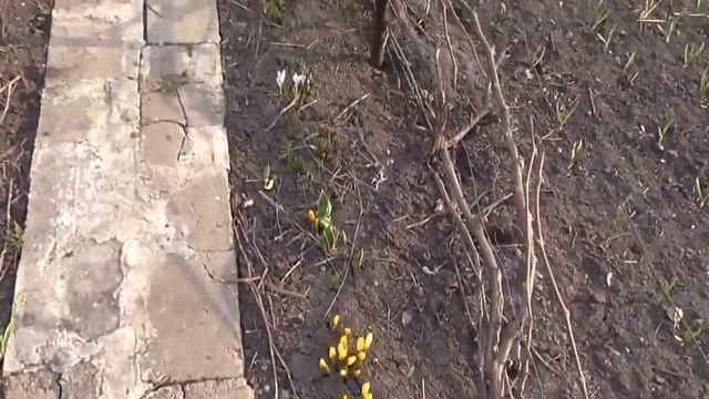 Первоцветы. А вот и первые цветы на нашей даче смотреть онлайн