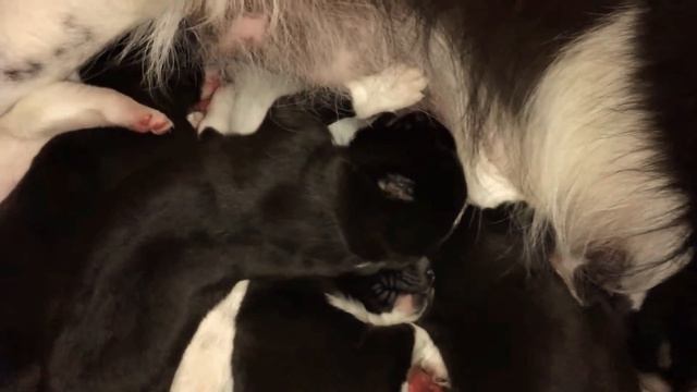 Семья алабаев: кормящая мама и пятидневные малыши. смотреть онлайн