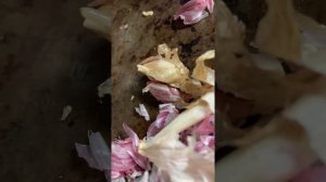 В чесноке червяки . Откуда?