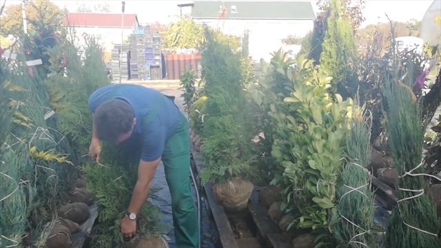 Zöld nyugati tuja (Thuja occidentalis 'Brabant') смотреть онлайн