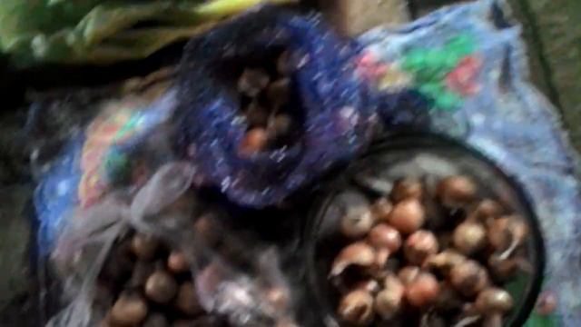 Лук.Нельзя сажать такой лук на хранение. смотреть онлайн