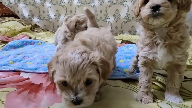 Девочки - мальтипу, мини размер. смотреть онлайн