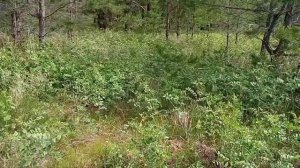 Корень солодки (как растет, где копаем, что дальше)