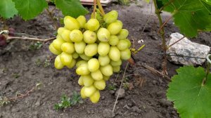 Бананас  - очень ранний с экзотическим вкусом