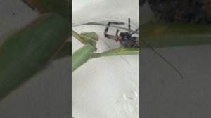 БОГОМОЛ vs ТАРАНТУЛ в макросъемке