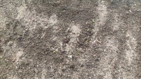 Первые всходы редиса.Когда сажать редис?