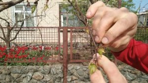 Как узнать КАКОЙ БУДЕТ УРОЖАЙ абрикоса? Почему цветет, но НЕ ПЛОДОНОСИТ АБРИКОС?