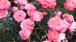 Роза Мидсаммер