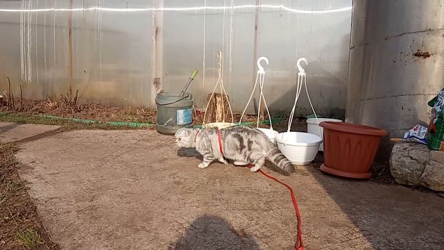 Кошачьи разборки. Как живут наши кошки Алиса и Пуся. смотреть онлайн