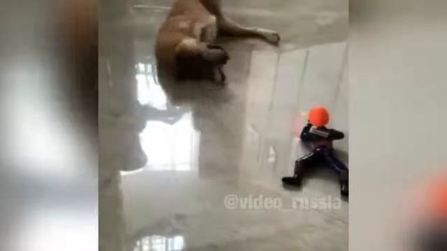 КОТЫ ПРИКОЛЫ 2018 ЛУЧШИЕ ПРИКОЛЫ С ЖИВОТНЫМИ смотреть онлайн